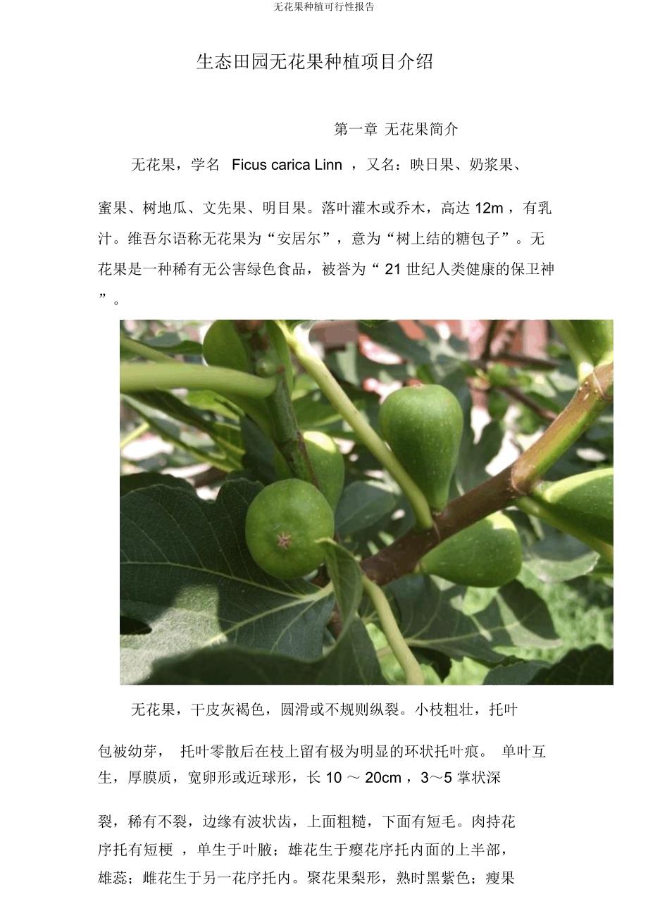 无花果种植可行性报告.docx_第2页