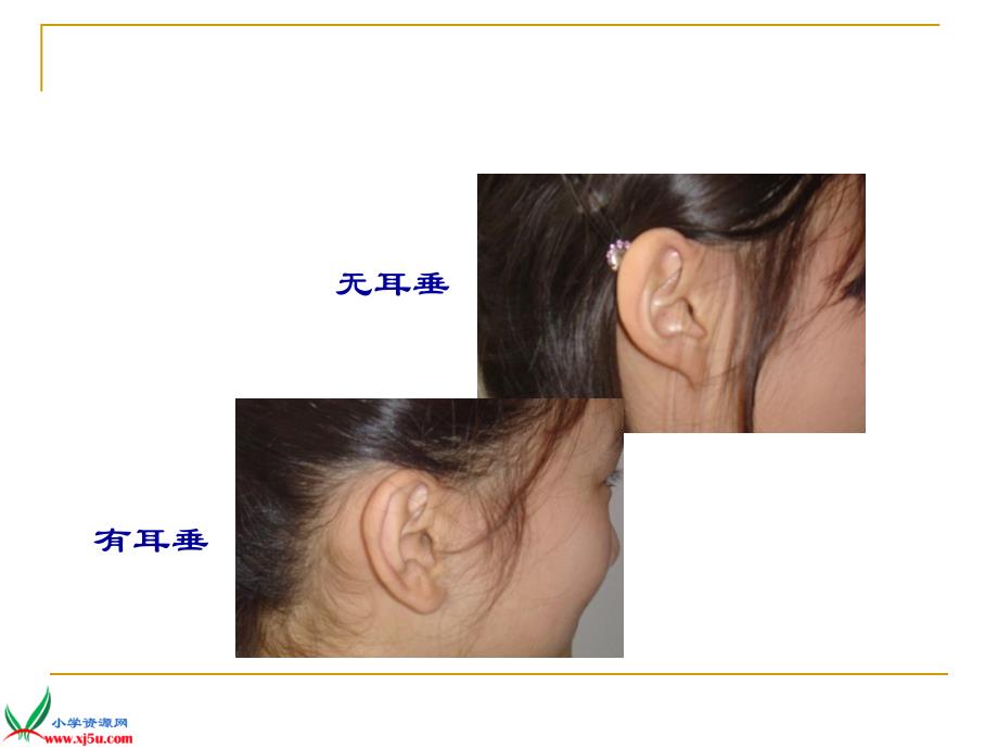 苏教版小学科学六年级下册课件生物的变异现象_第4页