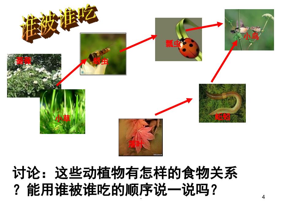 食物链和食物网PPT精选文档_第4页