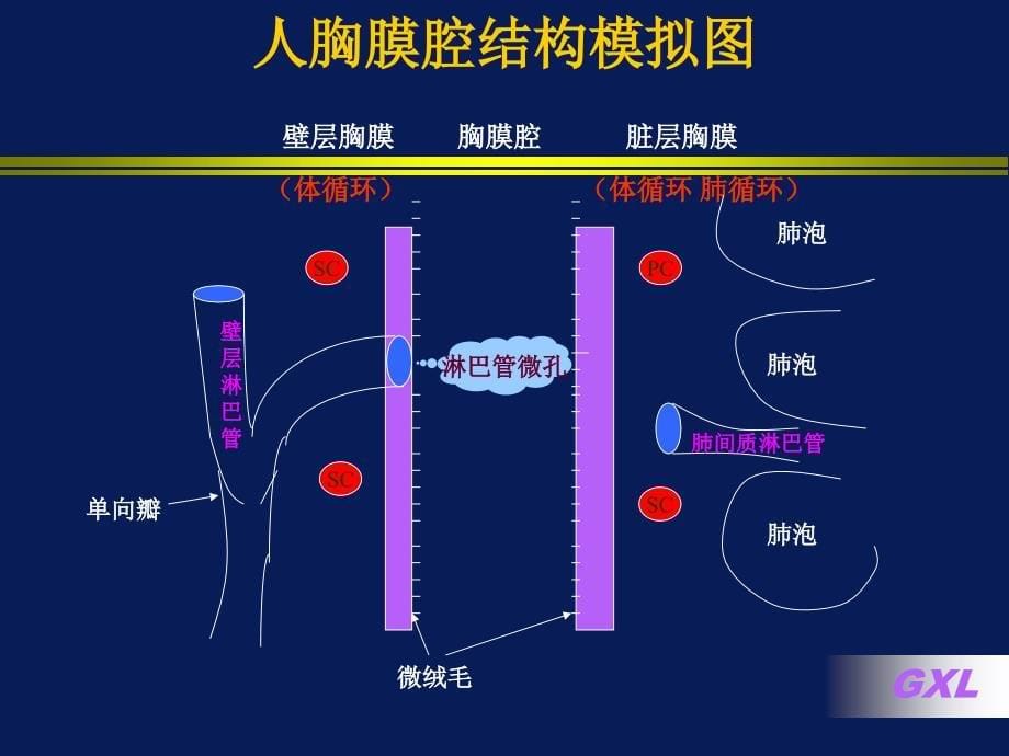 胸腔积液大四2_第5页