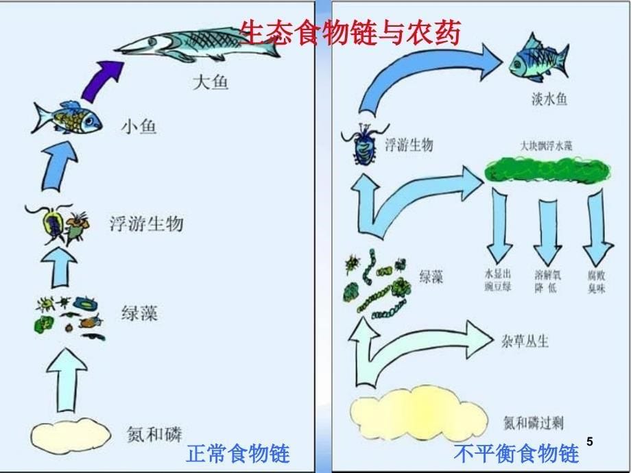 食品中农药残留课件_第5页