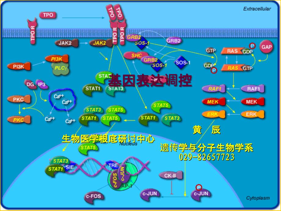 细胞生物学12基因表达调控ppt课件_第1页