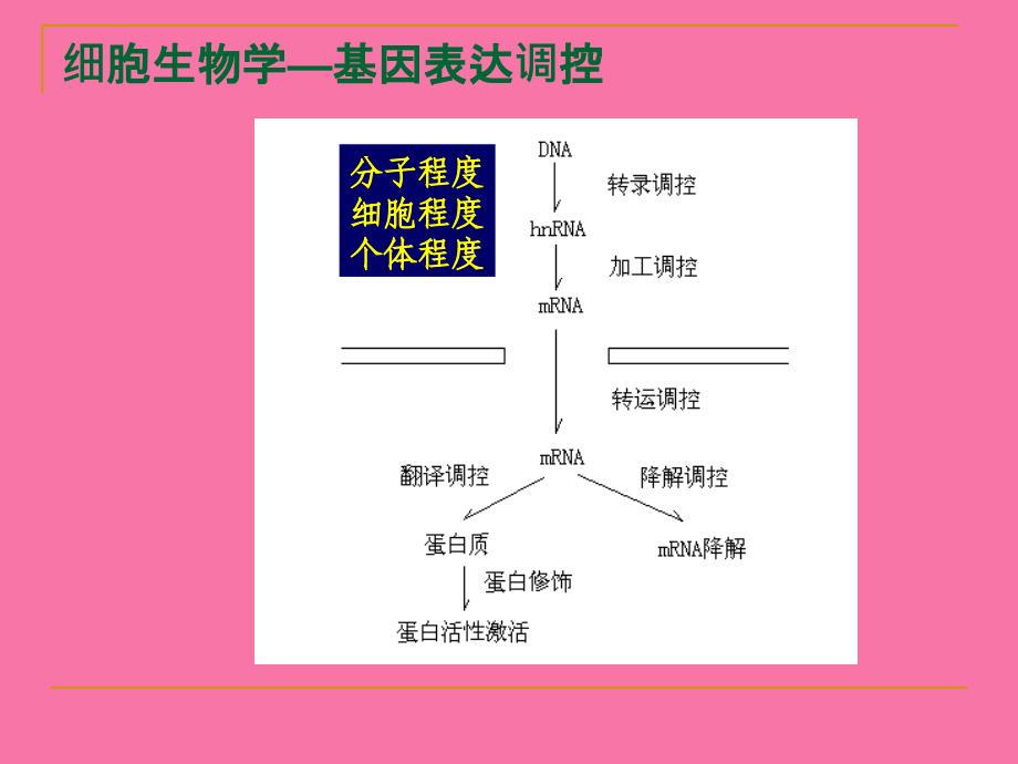 细胞生物学12基因表达调控ppt课件_第2页