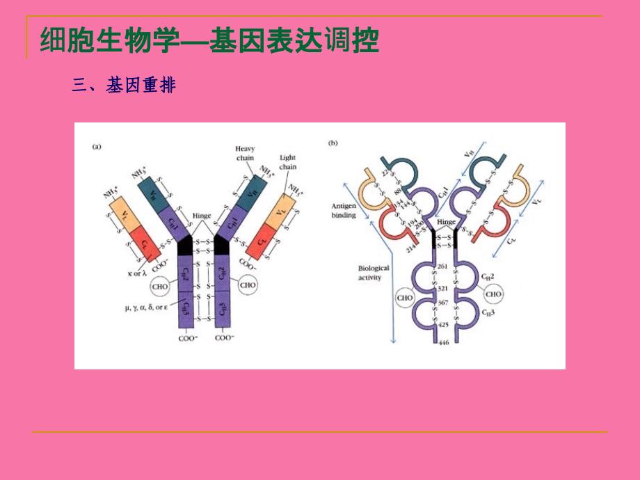 细胞生物学12基因表达调控ppt课件_第4页