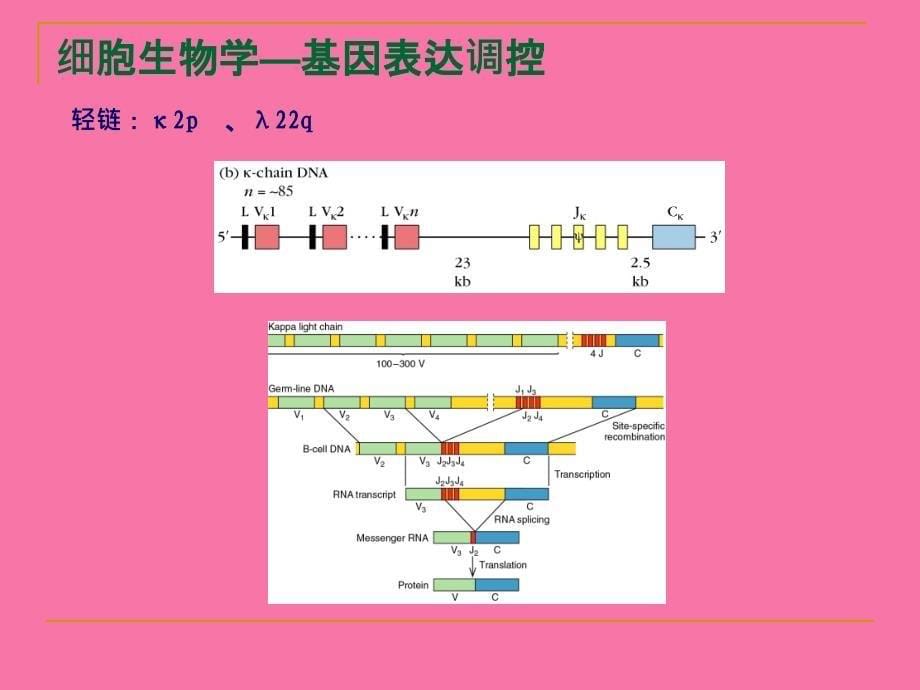 细胞生物学12基因表达调控ppt课件_第5页