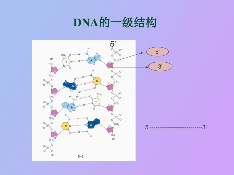 遗传物质的分子结构、性质和功能_第5页