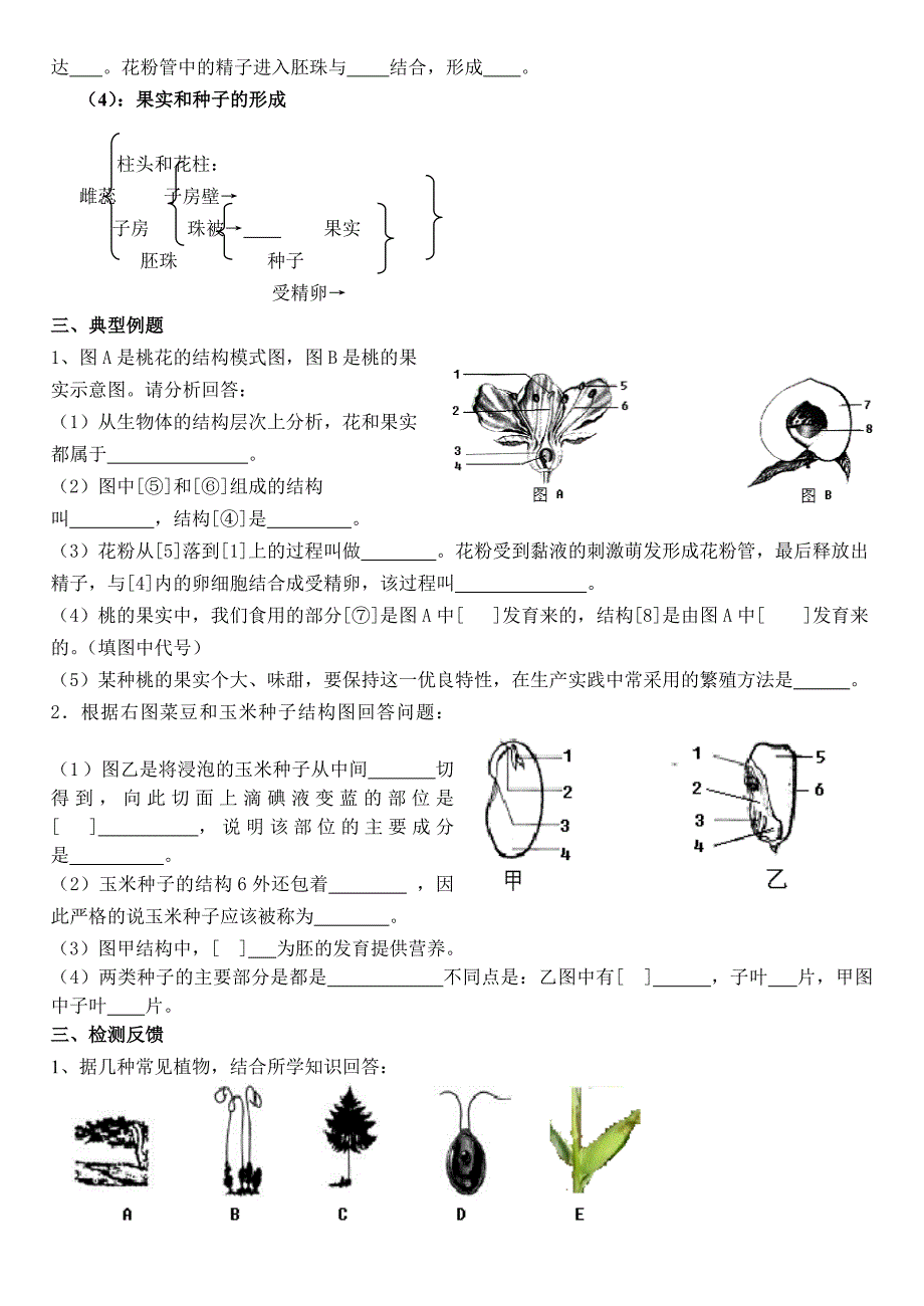 七上被子植物的一生及三大作用学案2013.doc_第2页