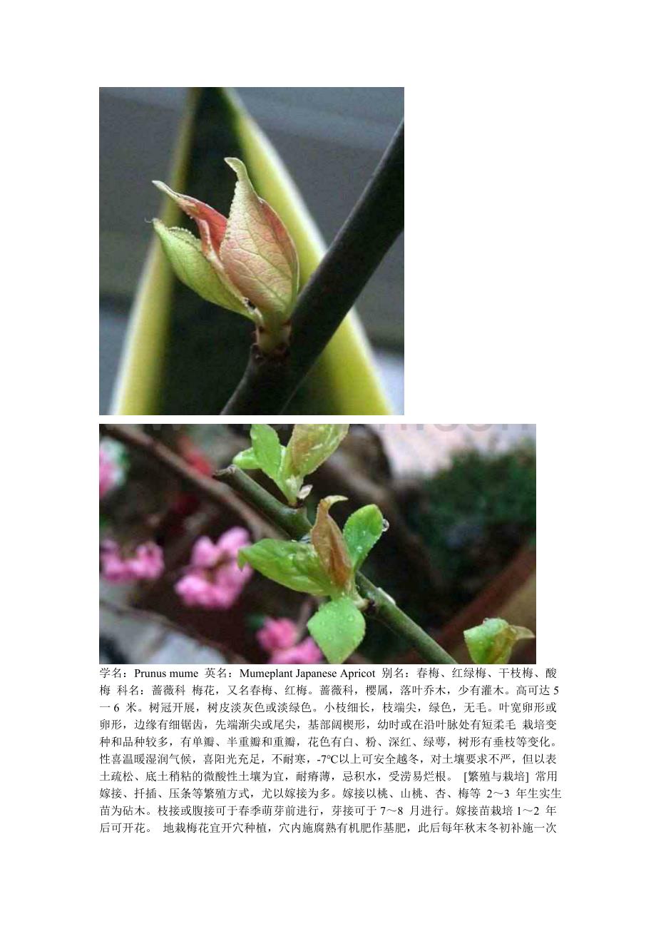 红梅栽培技术.doc_第2页