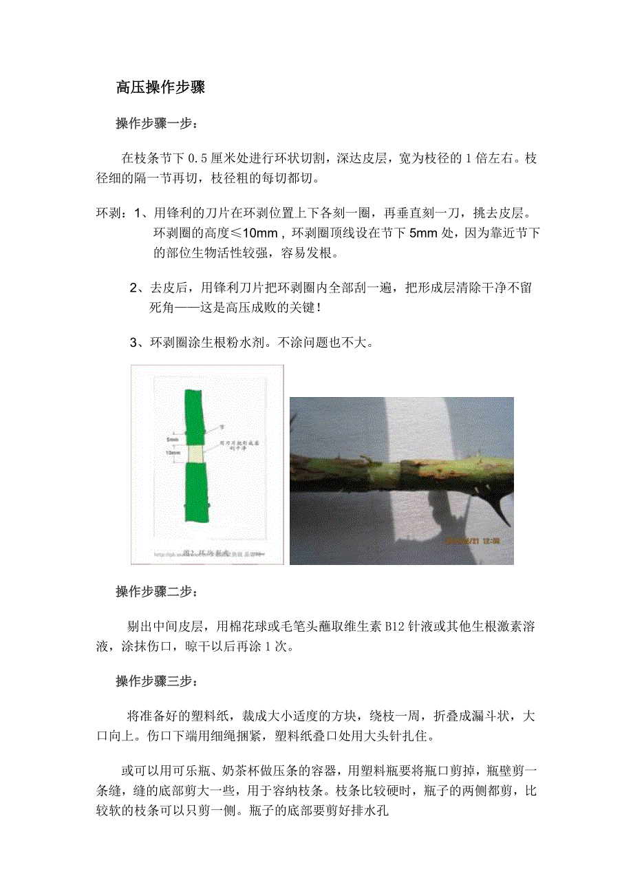 月季压条繁殖.doc_第1页