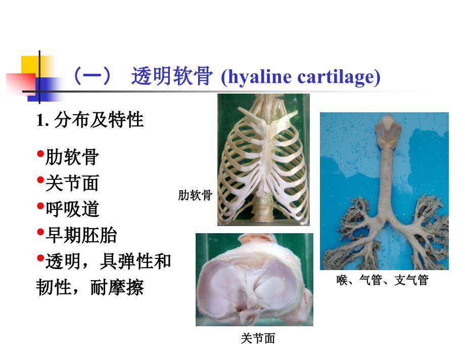 组织学软骨和骨课件_第3页