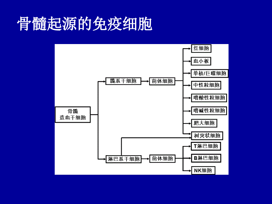 免疫学与病原生物学部分-免疫细胞_第4页