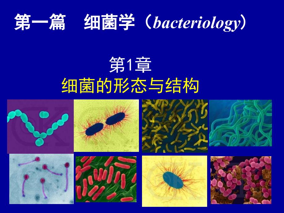 第1章细细菌的形态与结构_第1页