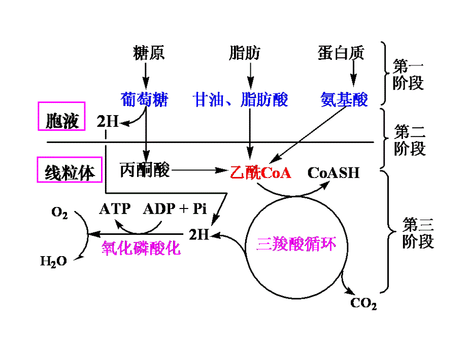 第四章糖代谢A_第1页