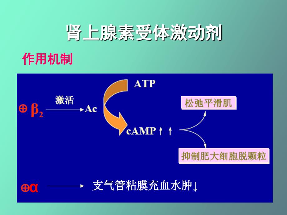 呼吸科常用药物_第3页