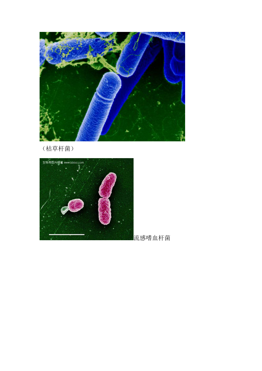 第五章 活性污泥中的微生物.doc_第3页