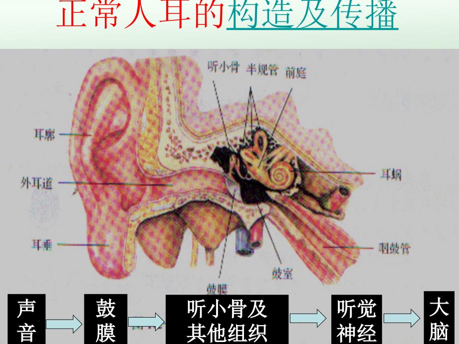 第二节我们怎样听到声音_第2页