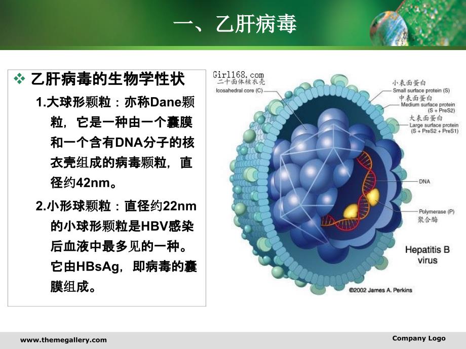 浅谈乙型肝炎的预防与保健_第4页