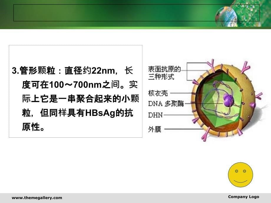 浅谈乙型肝炎的预防与保健_第5页