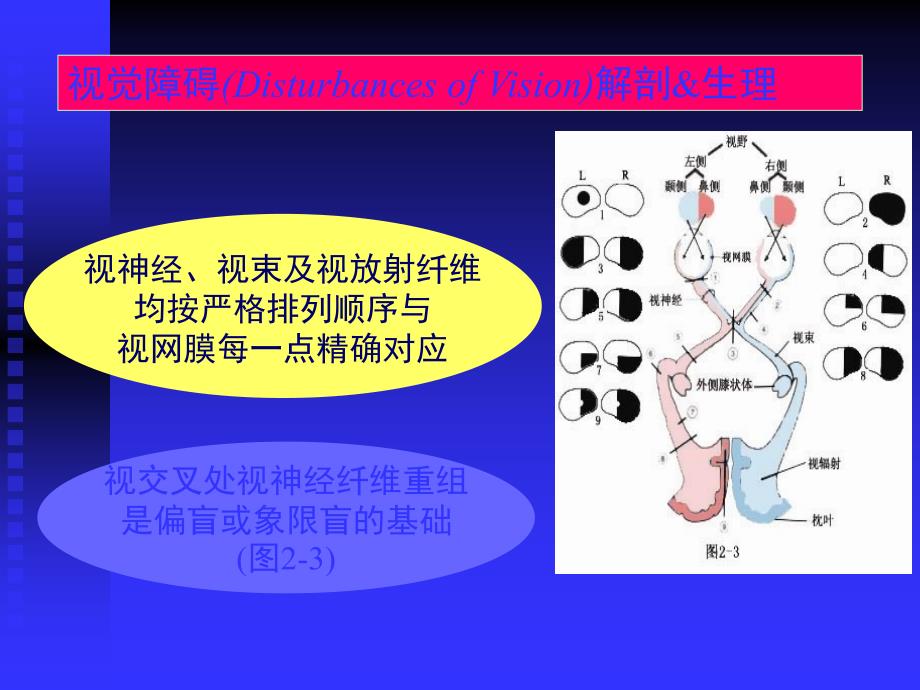 脑血管解剖图PPT课件_第2页