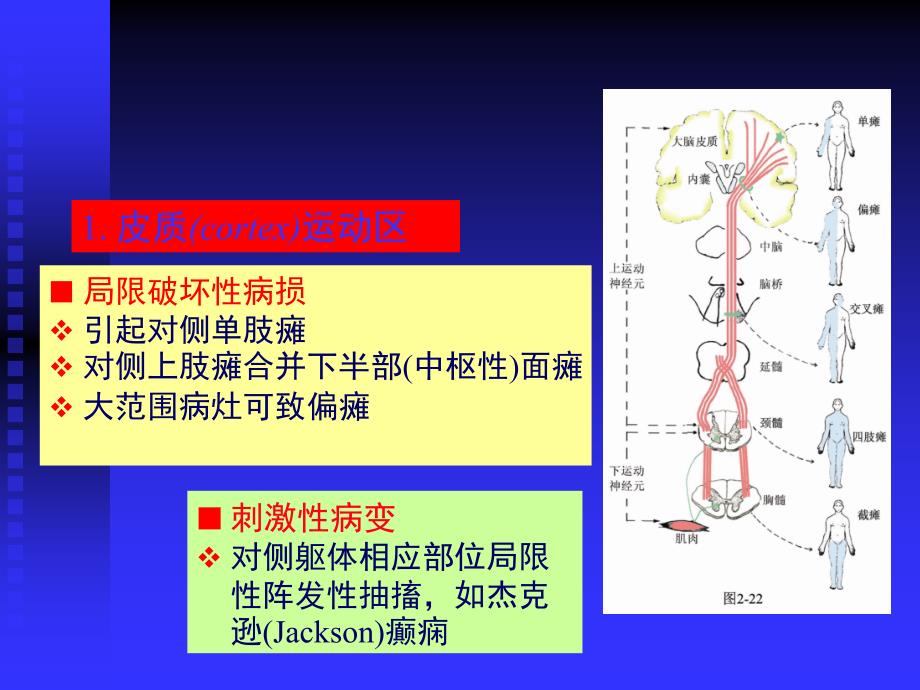 脑血管解剖图PPT课件_第4页