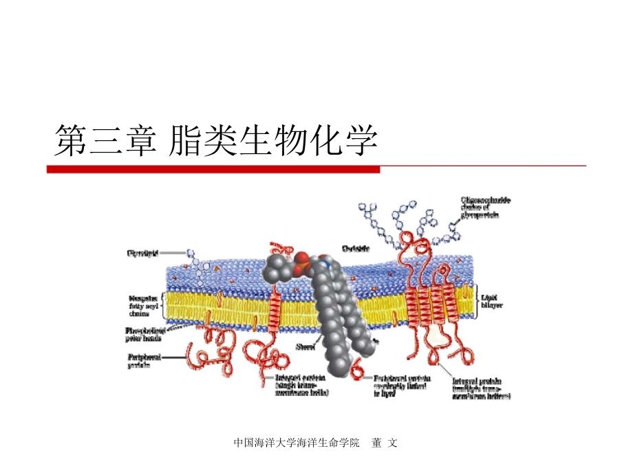 第3章脂类生物化学_第1页