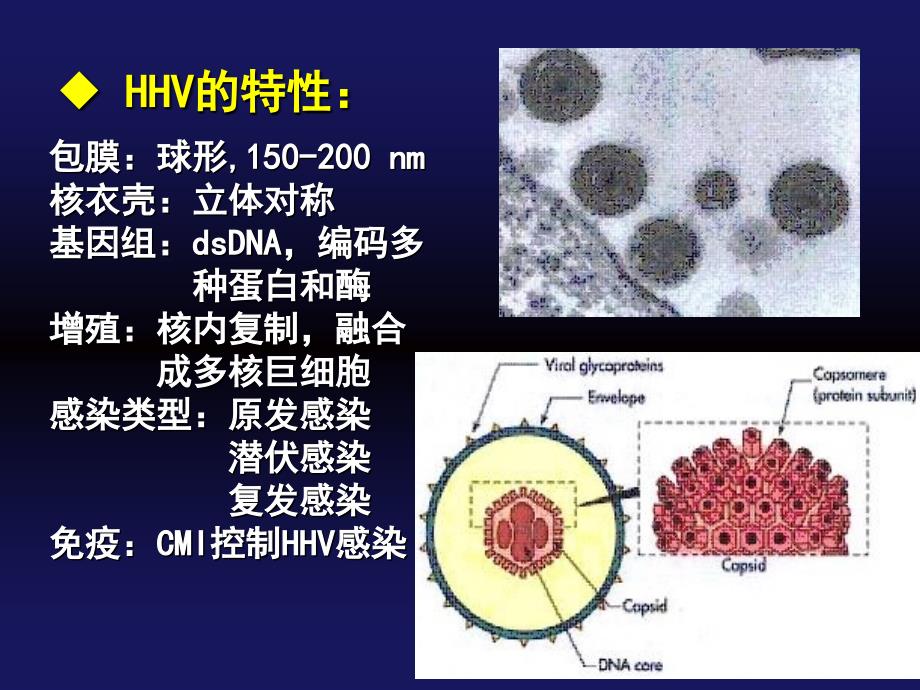 人疱疹病毒HumanherpesvirusesHHV_第2页