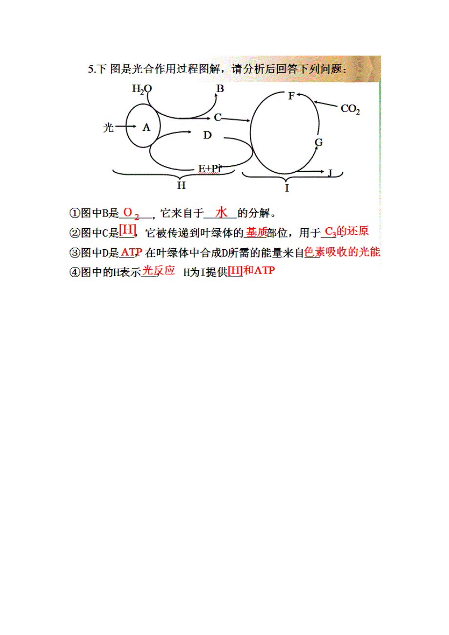 光合作用原理和应用习题.doc_第4页