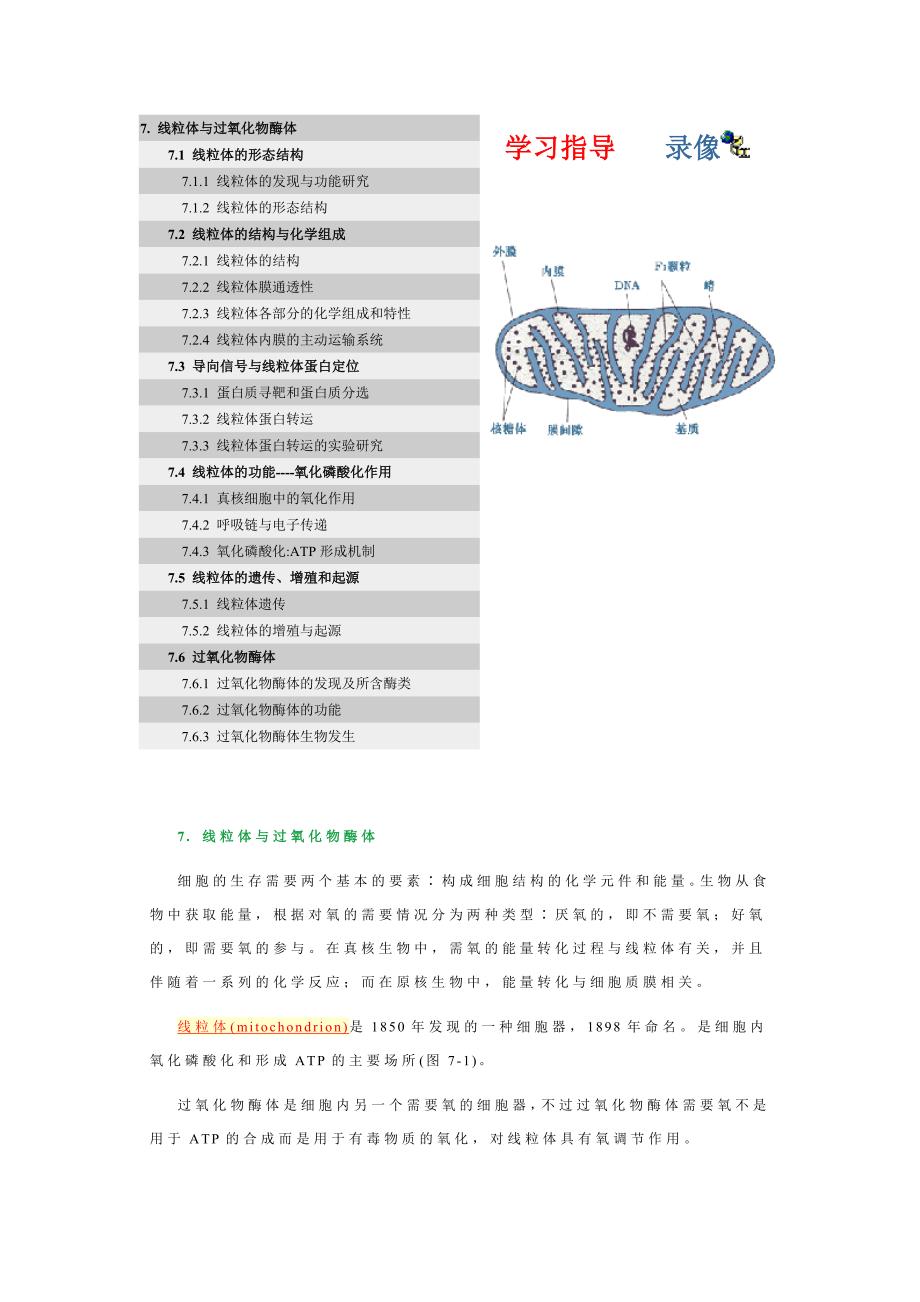 线粒体与过氧化物酶体.doc_第1页