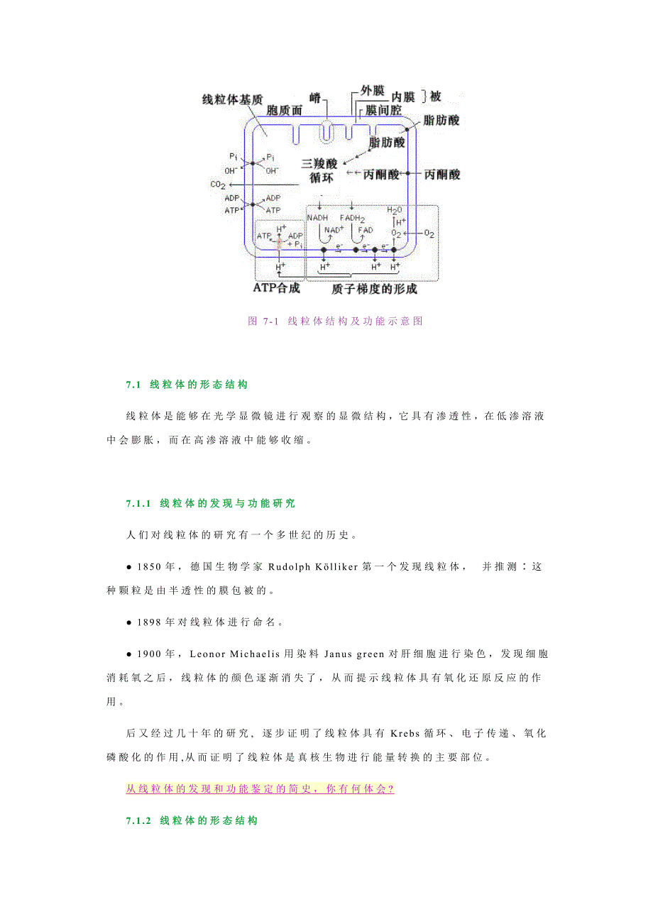 线粒体与过氧化物酶体.doc_第2页