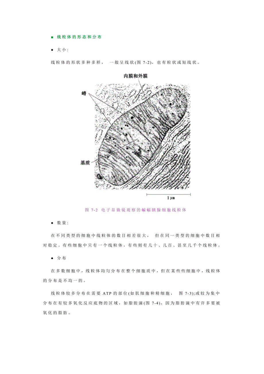 线粒体与过氧化物酶体.doc_第3页