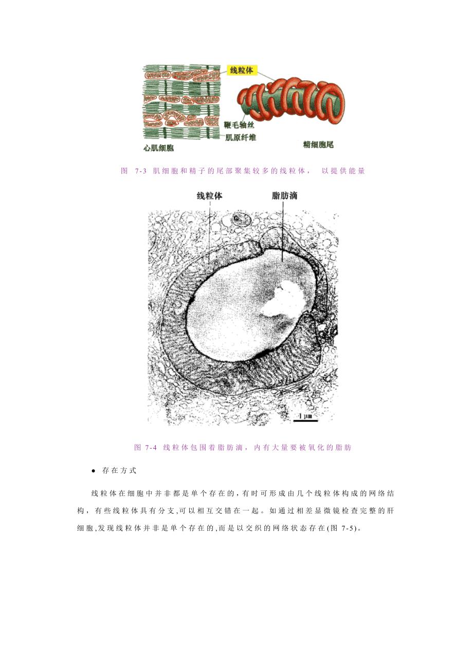 线粒体与过氧化物酶体.doc_第4页