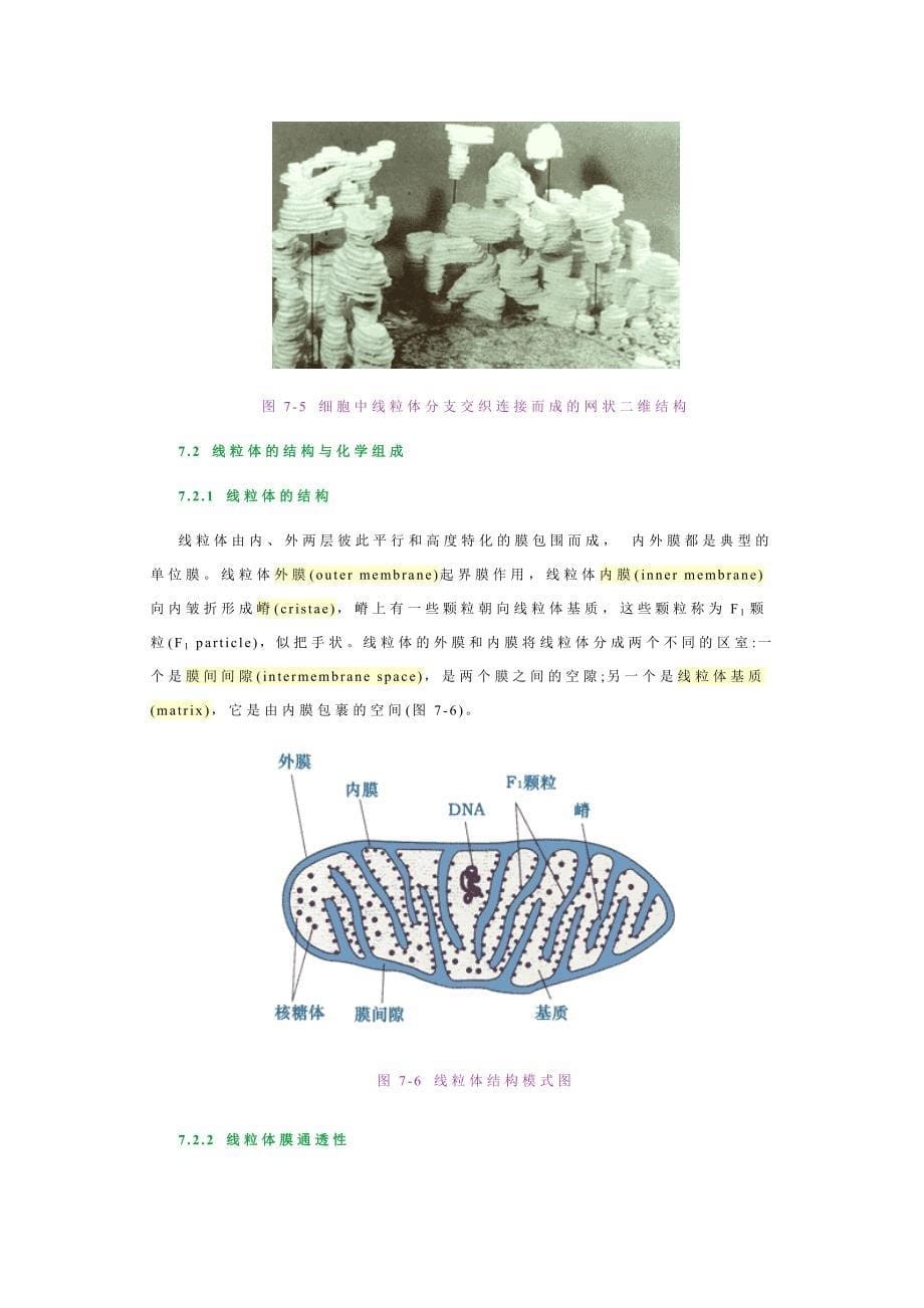 线粒体与过氧化物酶体.doc_第5页