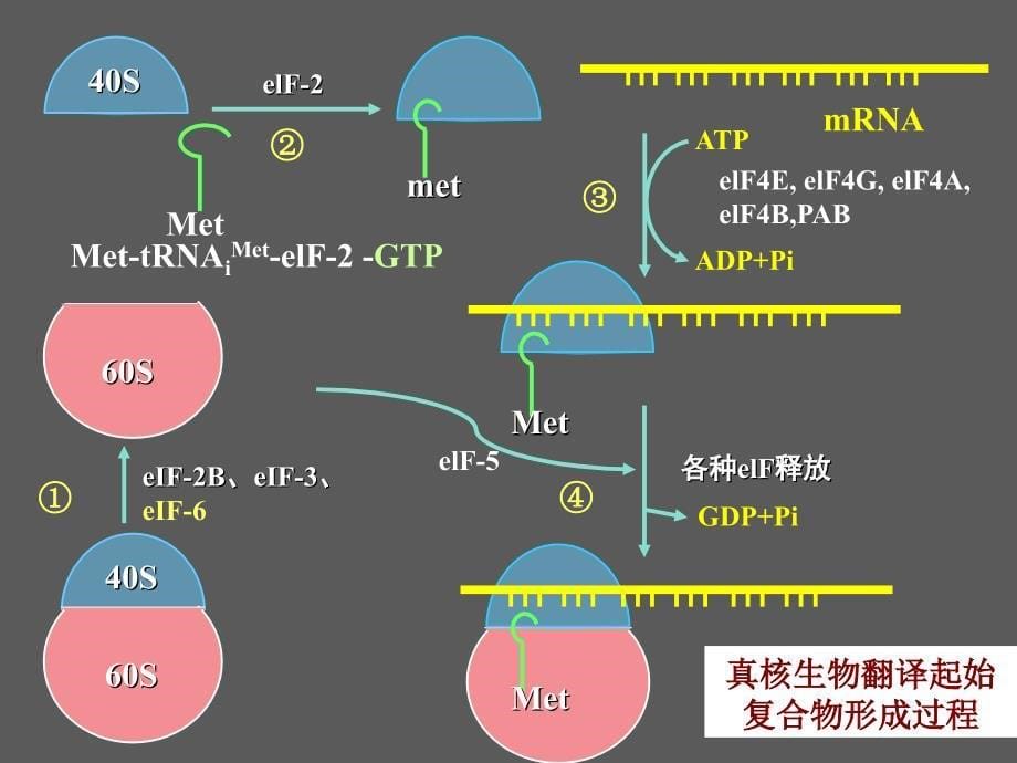 真核生物的翻译过程王2_第5页