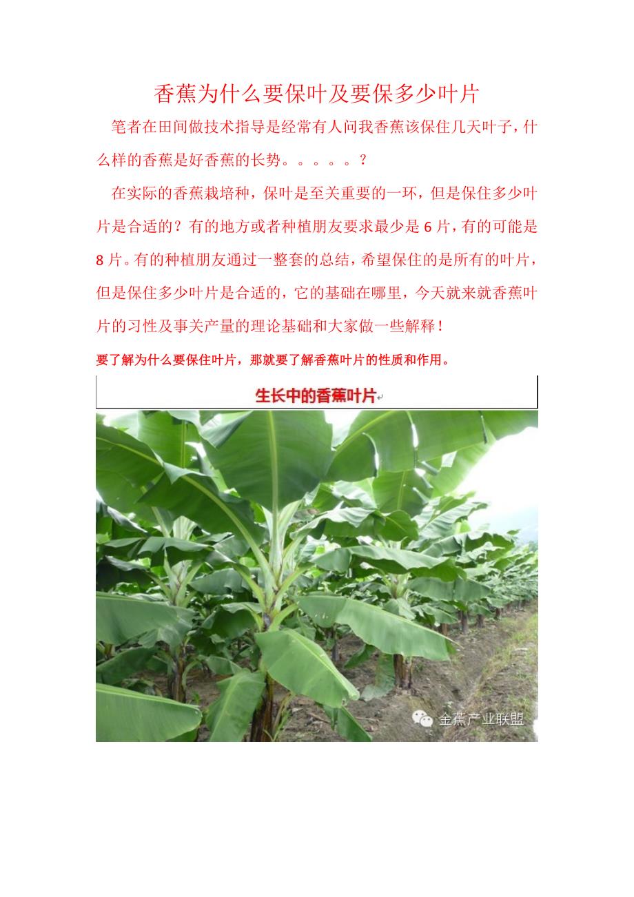 香蕉叶片对产量的作用.docx_第1页