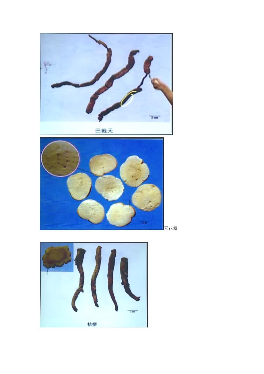 2023年执业药师药一中药药材图片.doc_第3页
