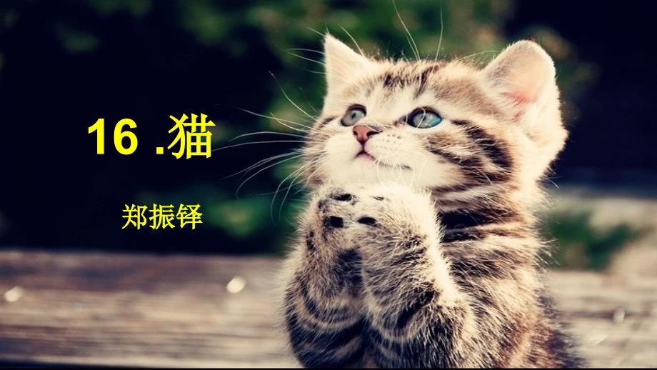 猫完整版课件PPT_第3页