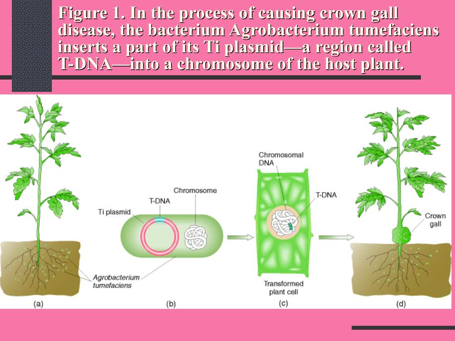 Ti质粒与植物基因组的相互作用ppt课件_第3页