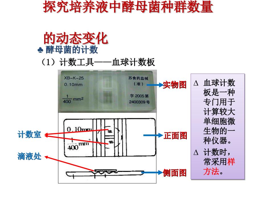 种群数量的变化实验探究酵母菌数量变化_第3页