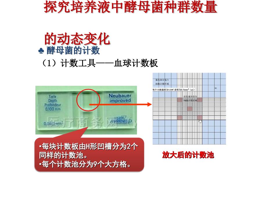 种群数量的变化实验探究酵母菌数量变化_第4页