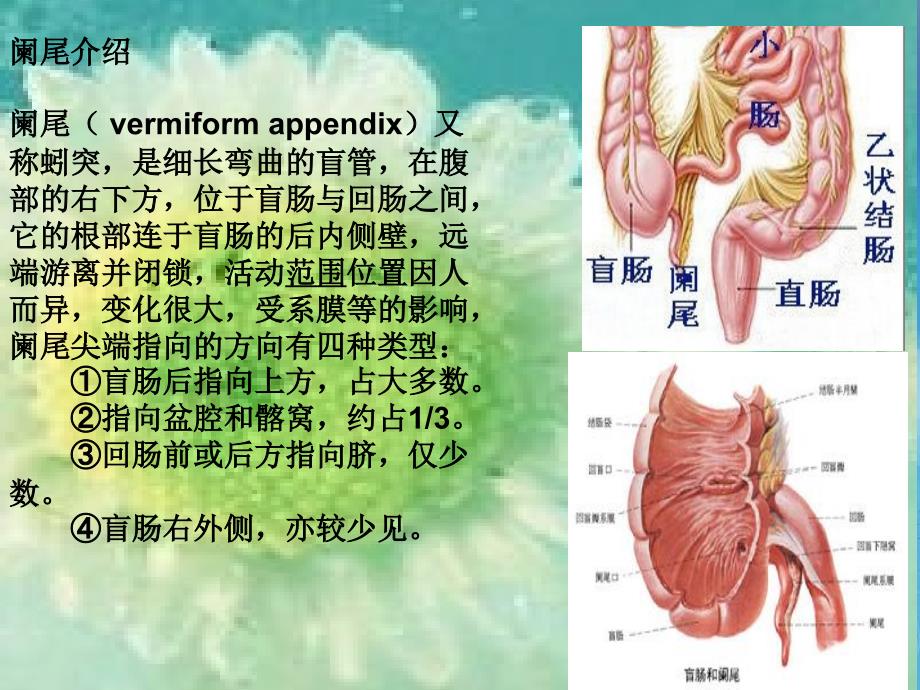 阑尾及阑尾炎PPT课件_第2页