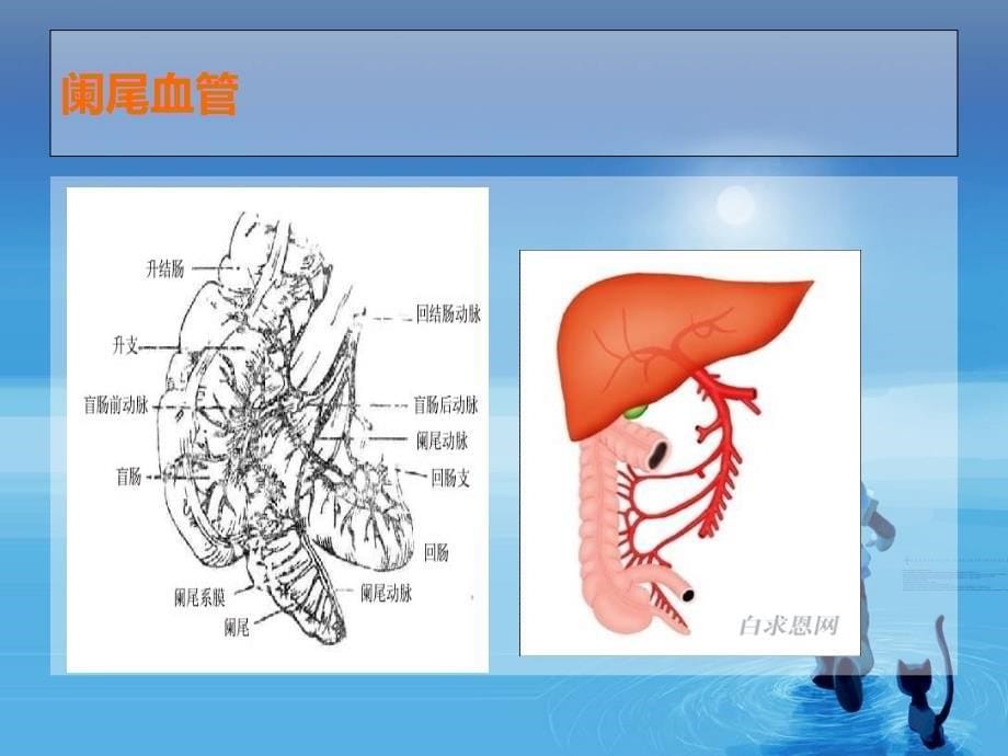 阑尾及阑尾炎PPT课件_第5页