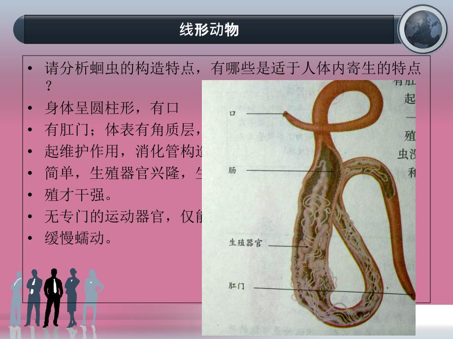 人教版生物八年上第一章第二节线形动物和环节动物ppt课件_第3页