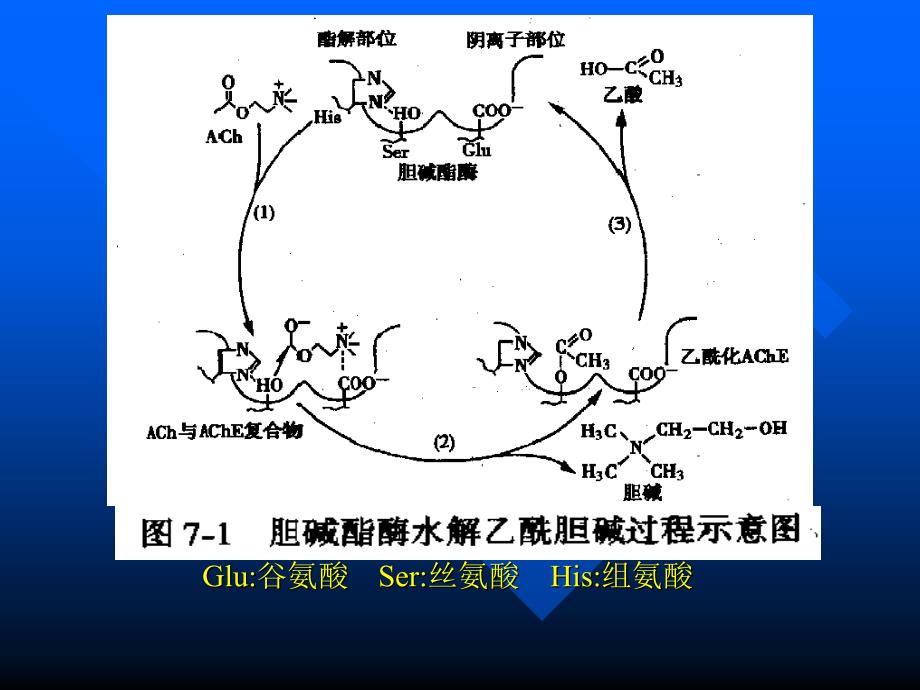 抗胆碱酯酶药和胆碱酯酶复活药_第4页