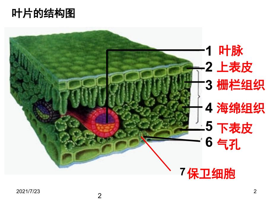 七年级上册生物52呼吸作用PPT课件_第2页