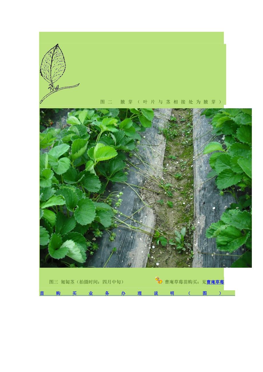 草莓种植指导(特别全喔) (2).doc_第2页