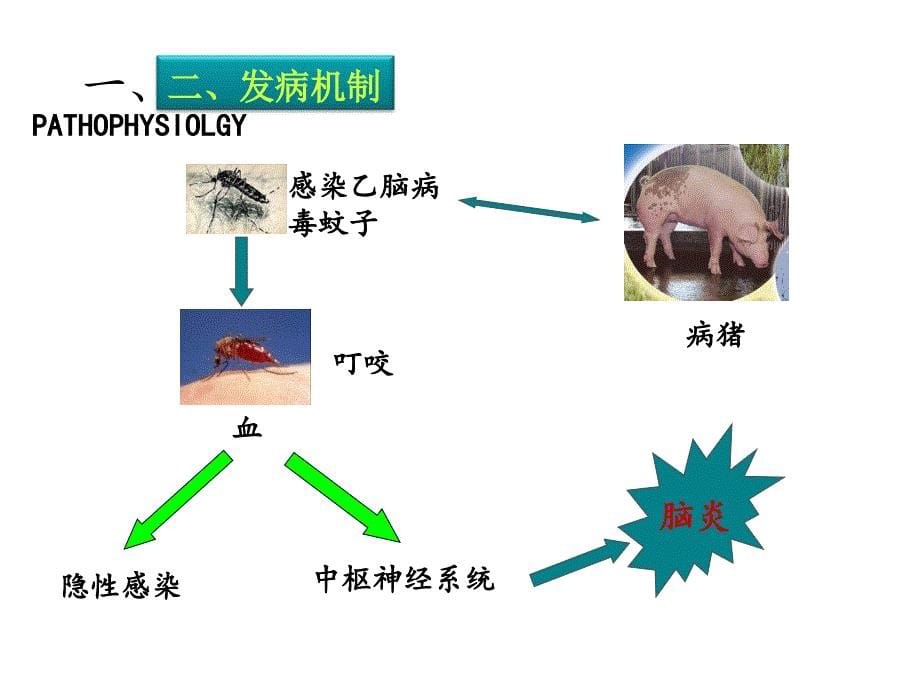 流行性乙型脑炎病人的护理版本课件_第5页