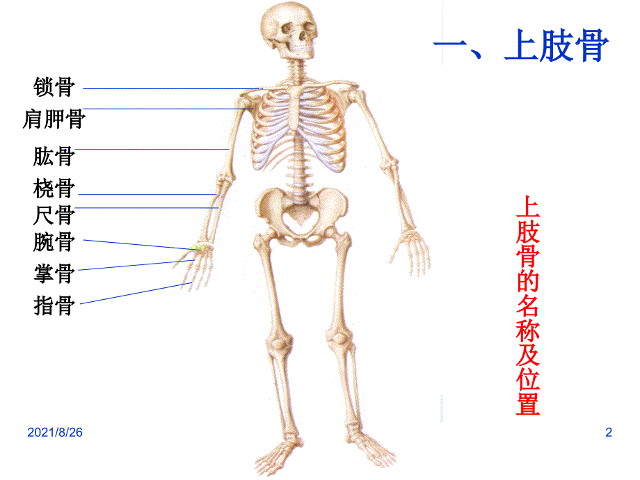 3上肢骨及其连结、下肢骨及其连结(人体解剖学)-课件PPT_第2页