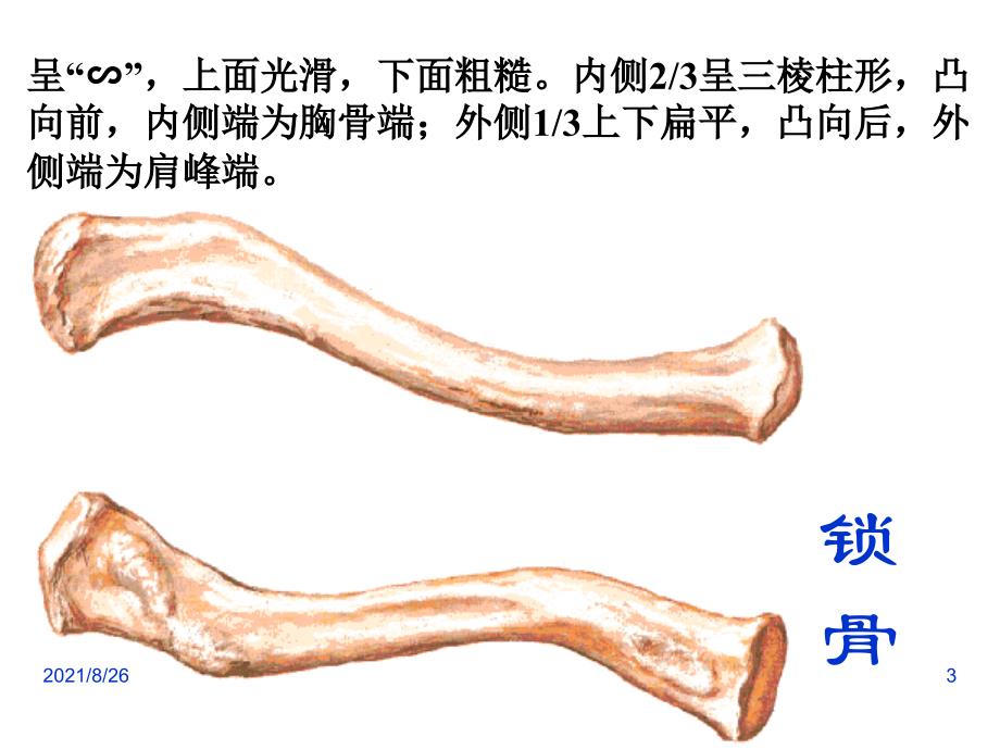 3上肢骨及其连结、下肢骨及其连结(人体解剖学)-课件PPT_第3页