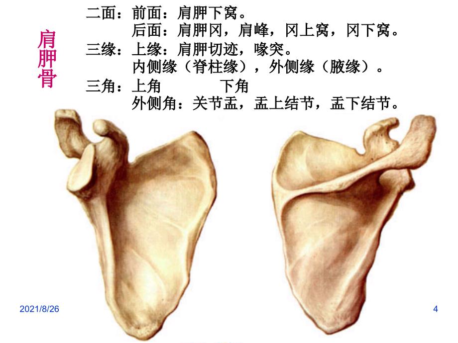 3上肢骨及其连结、下肢骨及其连结(人体解剖学)-课件PPT_第4页