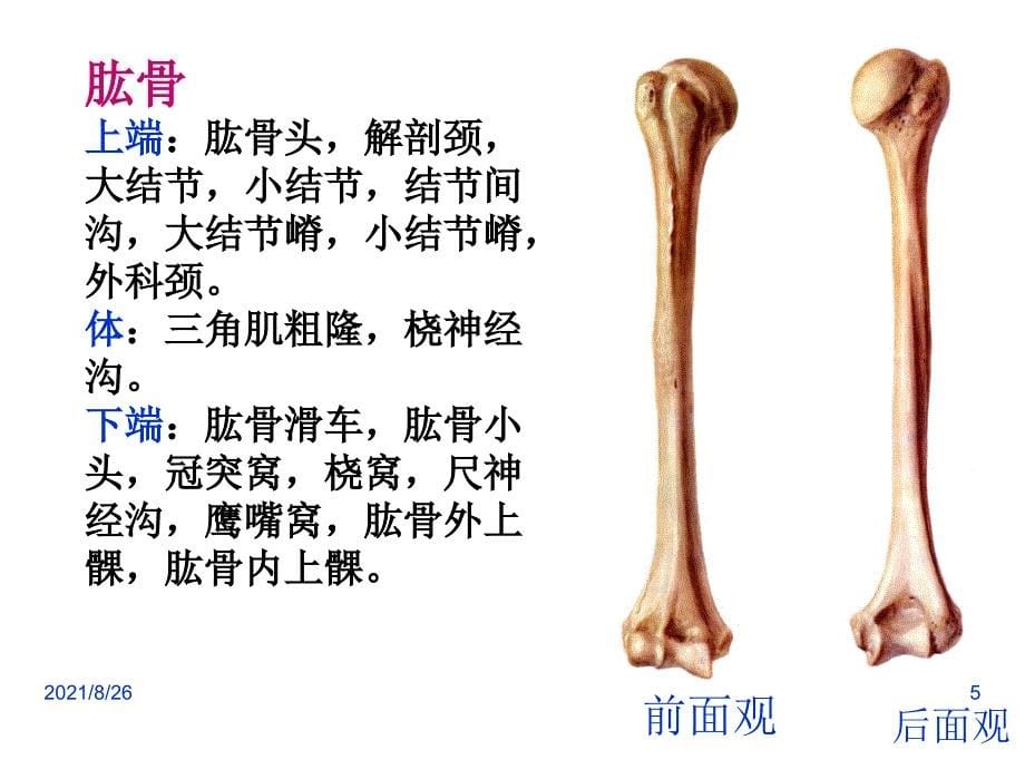 3上肢骨及其连结、下肢骨及其连结(人体解剖学)-课件PPT_第5页